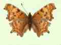 Polygonia c-album male (aberrant form nov) (Internet Image property of respective owner, non-commercial use only)